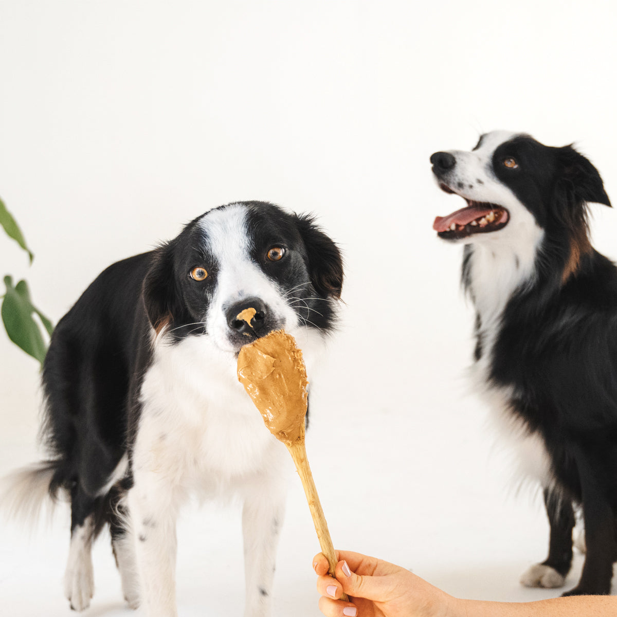 Brain Booster Big Dog Treats (200g)
