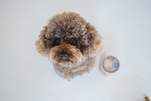 Dog Gut Health Explained: How the Gut Affects Skin, Mood and Immunity