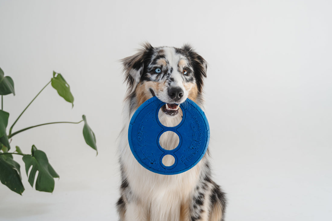 Are you waiting too long to start your dog's joint support?