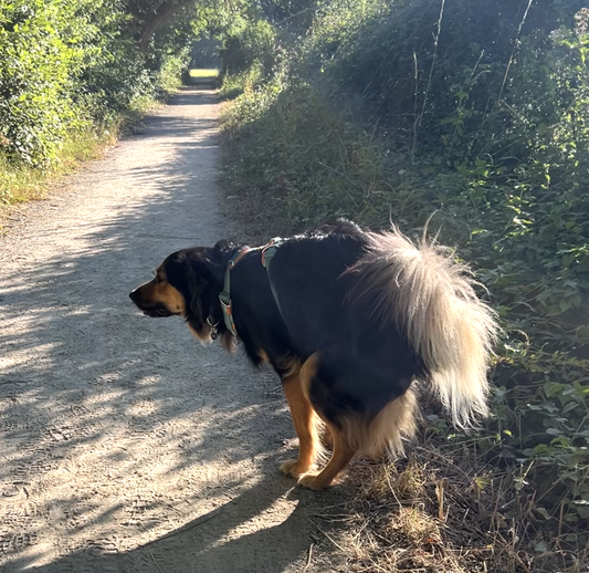 Dog Poo Guide. What’s healthy and what isn’t?
