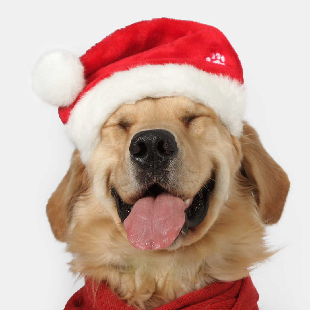 Christmas Dog Treats