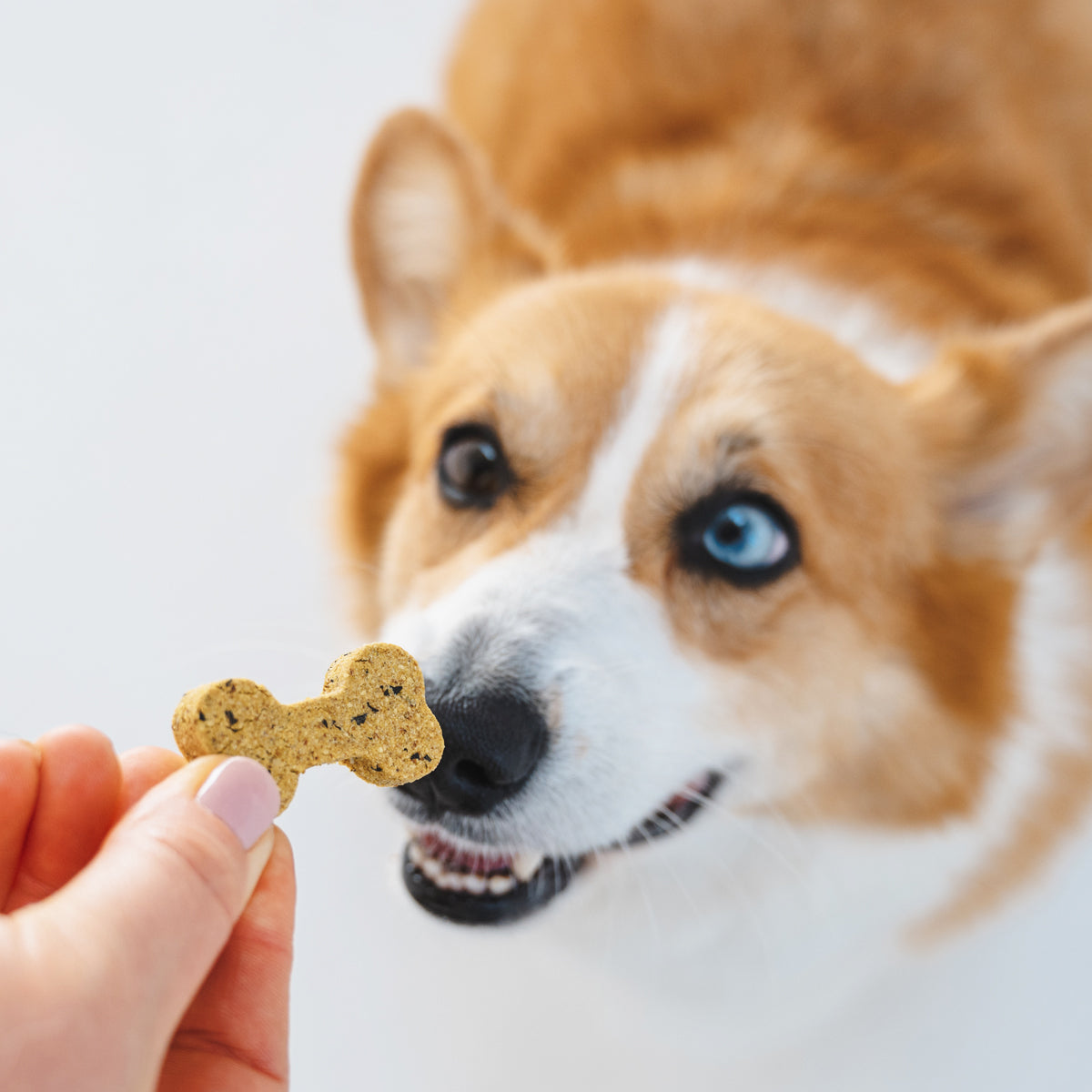 Minty Fresh Big Dog Treats (200g)
